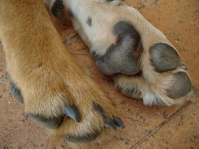 moisturizing dogs paw pads